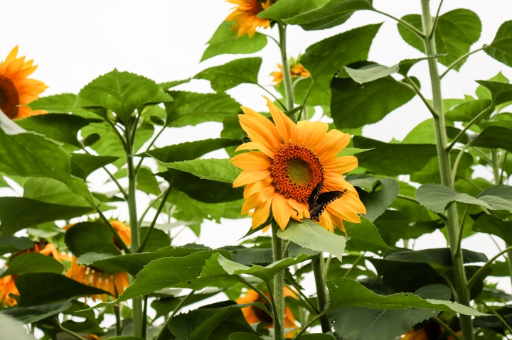 sunflowermaze-2005